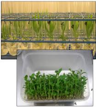 tissue culture teak plants