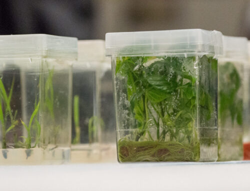Why is Plant Tissue Culture better than Traditional Farming?