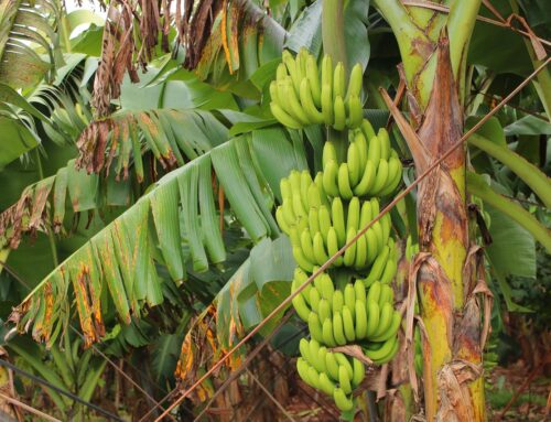 A Brief Of Banana Tissue Culture & Beyond
