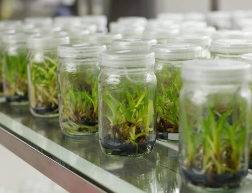 Tissue Culture Technology – Types, Techniques and Process